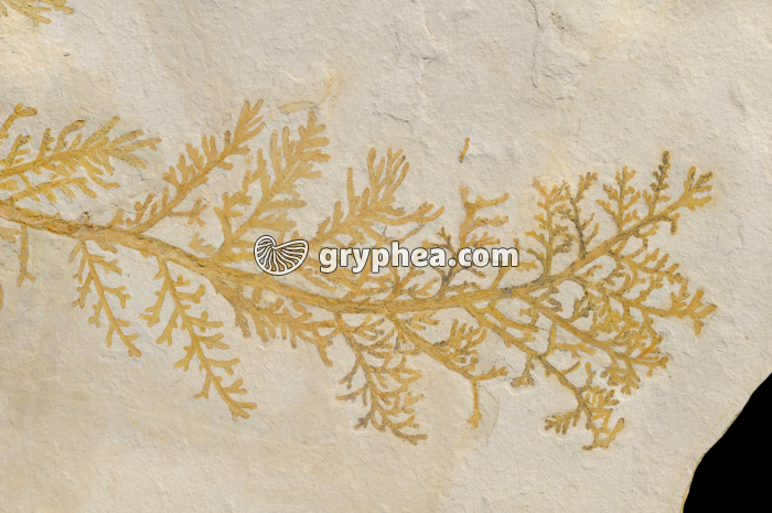 Rameau de conifère fossile (Cyprès) - gryphea.com